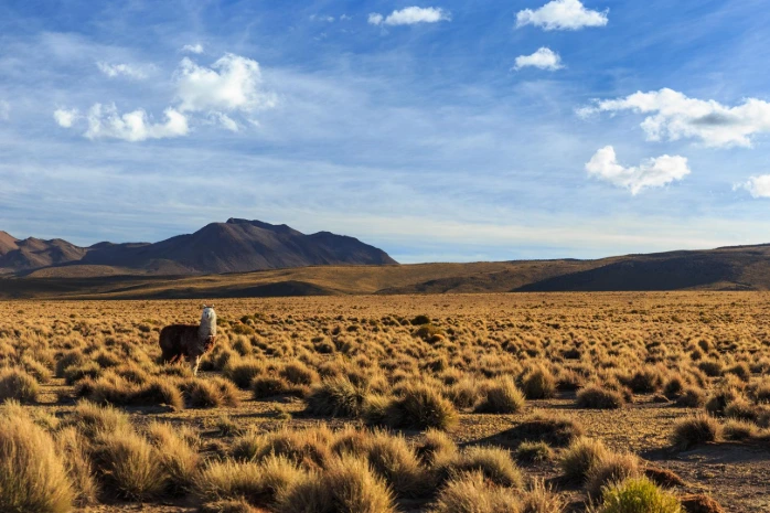 Parque Nacional Volcán Isluga